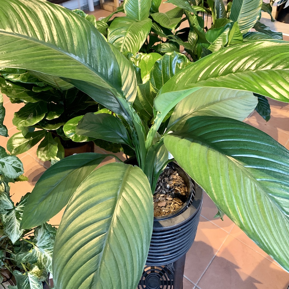 Domino Peace Lily - Potted Petites Indoor Plants