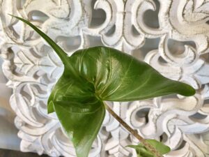 Alocasia Stingray Leaf