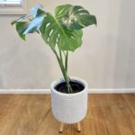 Monstera Deliciousa