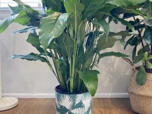 Tropical Green Pot Peace Lily