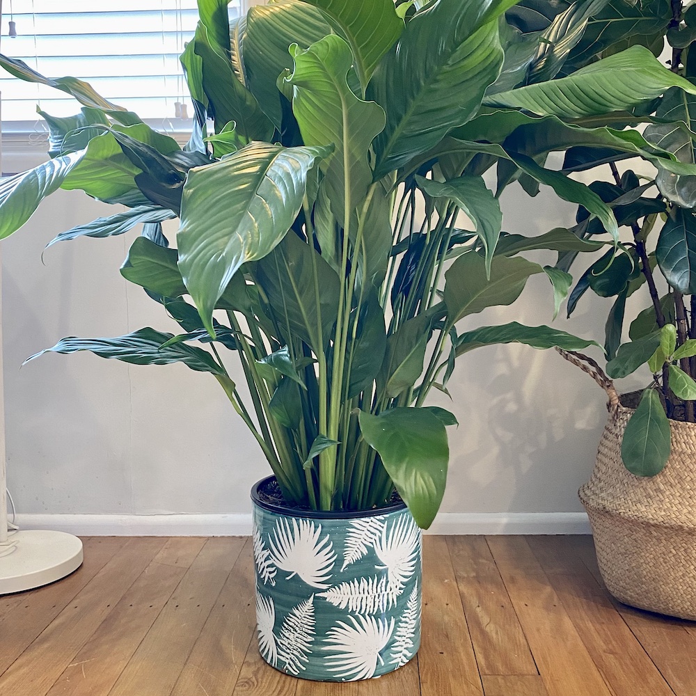 Tropical Green Pot Peace Lily