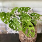 Monstera Monkey Mask