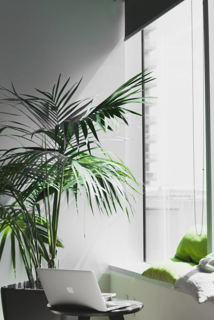 Indoor Plant Hire by Potted Petites