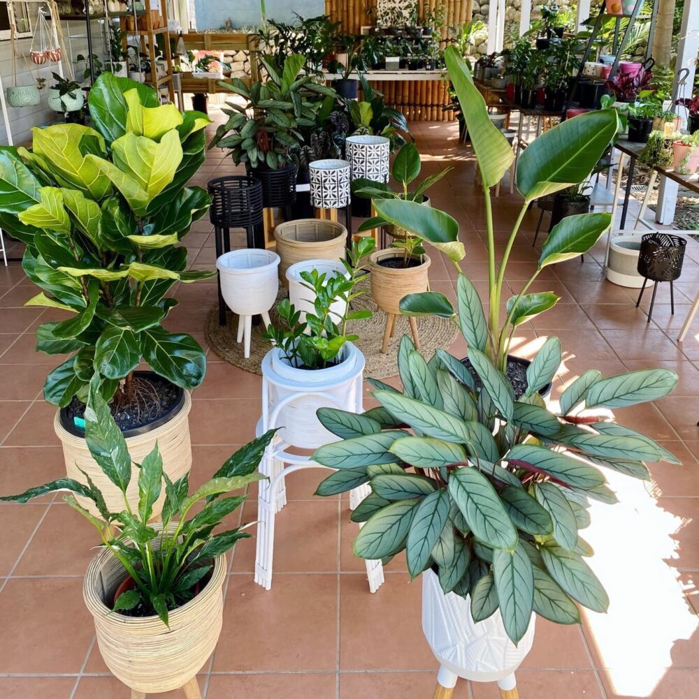 Indoor Plant For Rent Brisbane