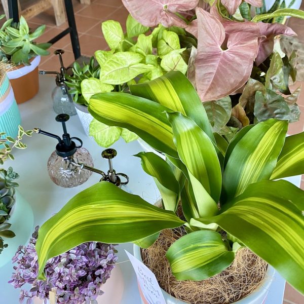 Indoor Plant Gift