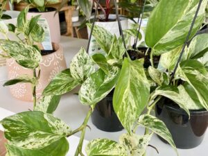 Pothos Marble Queen