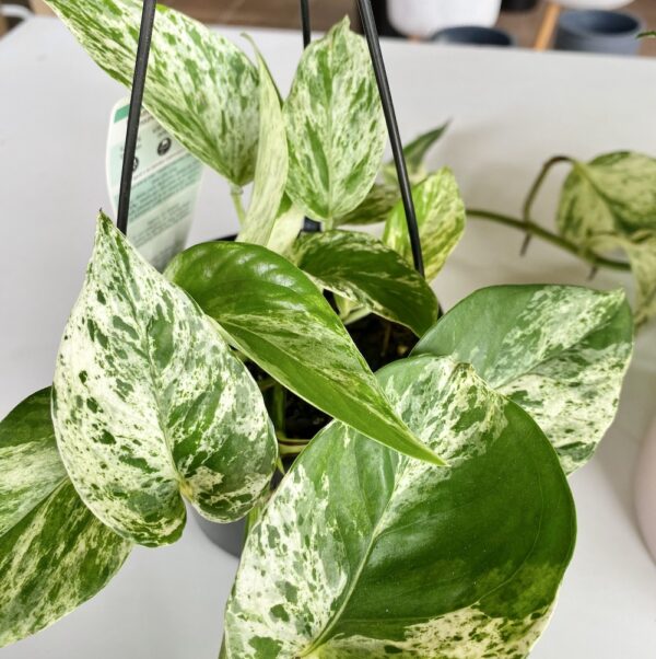Trailing Marble Queen