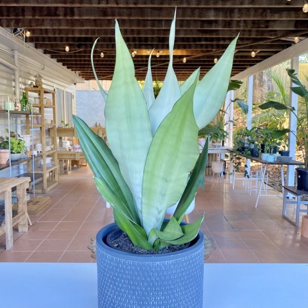 Potted Sansevieria Moonshine